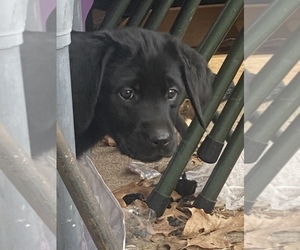 Labrador Retriever Puppy for sale in WEST SALEM, WI, USA