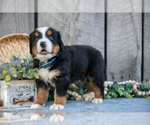 Small #1 Bernese Mountain Dog