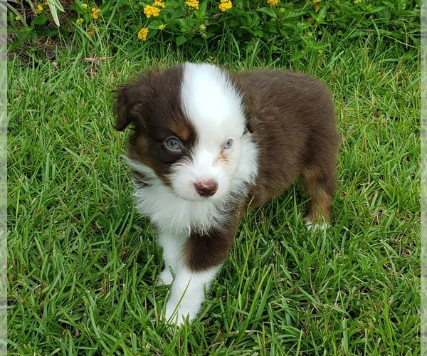 Medium Photo #1 Australian Shepherd Puppy For Sale in PENSACOLA, FL, USA