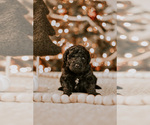 Small Photo #7 Goldendoodle (Miniature) Puppy For Sale in ROCKWOOD, TN, USA