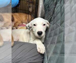 Labrador Retriever Dogs for adoption in Conroe, TX, USA