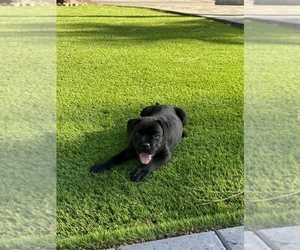 Cane Corso Puppy for Sale in BURBANK, California USA