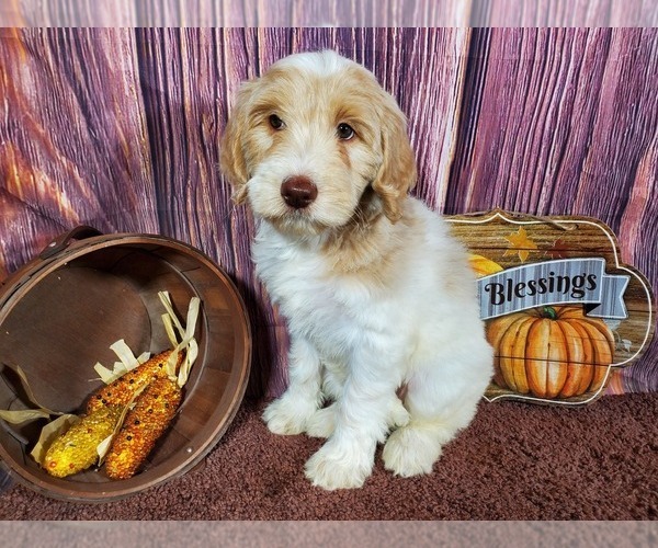 Medium Photo #4 Goldendoodle Puppy For Sale in COLORADO SPRINGS, CO, USA