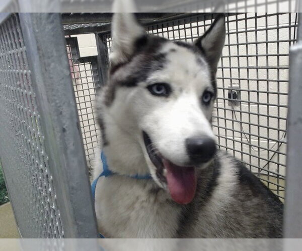 Medium Photo #1 Siberian Husky-Unknown Mix Puppy For Sale in Moreno Valley, CA, USA