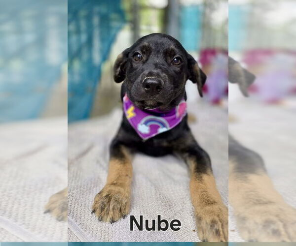 Medium Photo #2 Mutt Puppy For Sale in Jefferson, NJ, USA