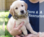 Small #2 Golden Retriever