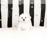 Small Photo #4 Bichon Frise Puppy For Sale in WARSAW, IN, USA