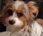 Small Photo #1 Poodle (Toy)-Yorkshire Terrier Mix Puppy For Sale in GEORGETOWN, TX, USA