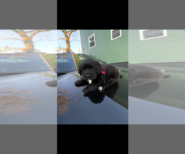 Medium Photo #1 English Cream Golden Retriever Puppy For Sale in PROVIDENCE, RI, USA