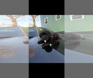 English Cream Golden Retriever Puppy for sale in PROVIDENCE, RI, USA