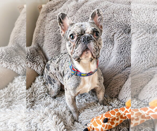 Medium Photo #4 French Bulldog Puppy For Sale in Westminster, MA, USA