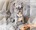 Small #3 French Bulldog