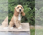 Small #4 Cocker Spaniel