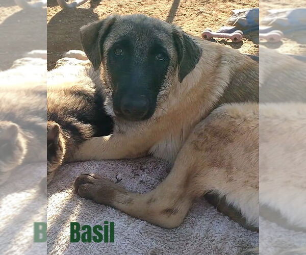 Medium Photo #2 German Shepherd Dog-Unknown Mix Puppy For Sale in Apple Valley, CA, USA