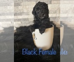 Small Photo #2 Poodle (Miniature) Puppy For Sale in CONWAY, AR, USA