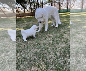 Great Pyrenees Puppy for sale in MOUNT MORRIS, MI, USA