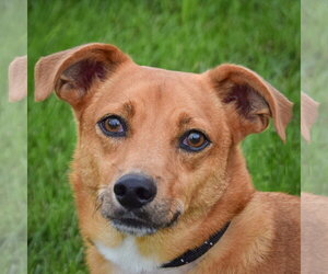 Chihuahua-Unknown Mix Dogs for adoption in Huntley, IL, USA