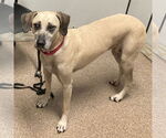 Small #8 Black Mouth Cur Mix