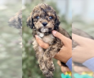 Maltipoo Puppy for sale in CASA GRANDE, AZ, USA