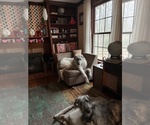 Small #12 Irish Wolfhound