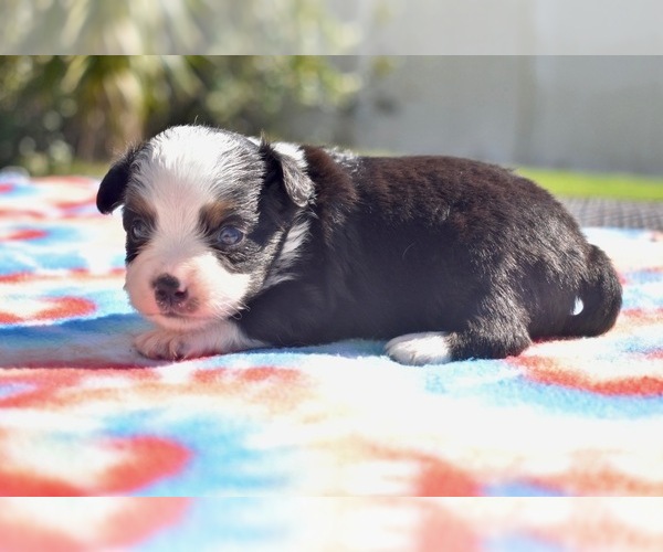 Medium Photo #3 Miniature Australian Shepherd Puppy For Sale in PALM COAST, FL, USA