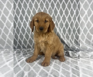Golden Retriever Puppy for sale in INDIANAPOLIS, IN, USA