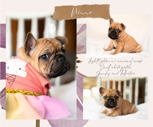 Faux Frenchbo Bulldog Puppy for Sale in LUCEDALE, Mississippi USA