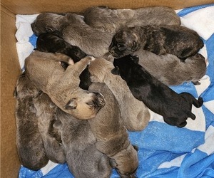 Cane Corso Puppy for sale in BIRMINGHAM, AL, USA