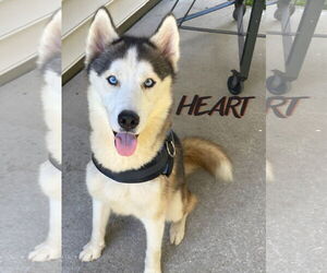 Siberian Husky Dogs for adoption in Severn, MD, USA
