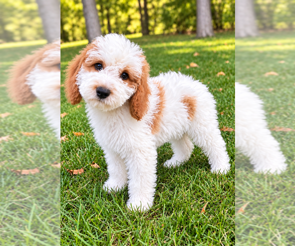Medium Photo #3 Cavapoo (Miniature) Puppy For Sale in FAIR HAVEN, MI, USA