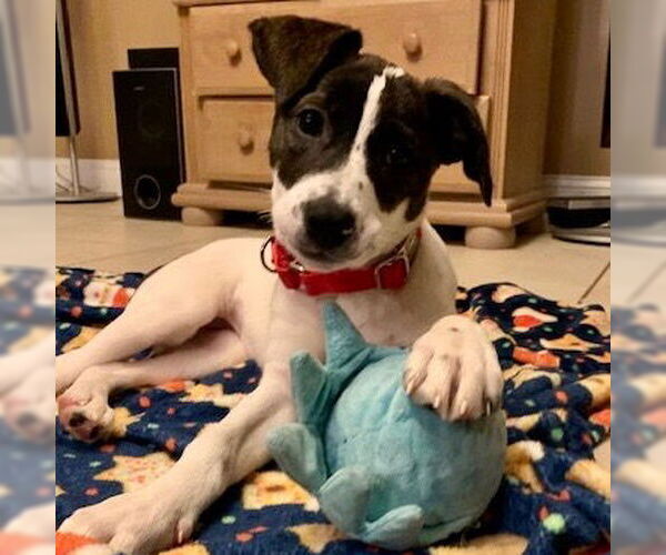 Medium Photo #4 Mutt Puppy For Sale in Canton, CT, USA