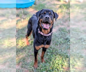 Rottweiler Dogs for adoption in Sacramento, CA, USA