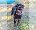 Small Rottweiler