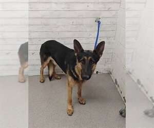 German Shepherd Dog Dogs for adoption in San Bernardino, CA, USA