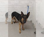DAWG - Male German Shepherd Dog Dog for Adoption - Small photo
