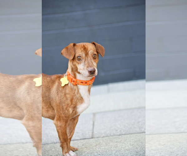 Medium Photo #7 Chiweenie Puppy For Sale in Sandy, UT, USA