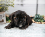 Puppy 2 Shorkie Tzu