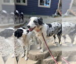 Small #5 Australian Shepherd