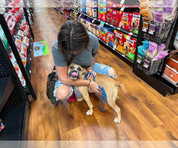 Medium Photo #11 Bulldog-Unknown Mix Puppy For Sale in Germantown, OH, USA