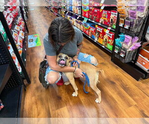Moon Pie - Female Bulldog-Unknown Mix Dog for Adoption - Photo #11