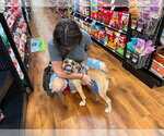 Small Photo #11 Bulldog-Unknown Mix Puppy For Sale in Germantown, OH, USA