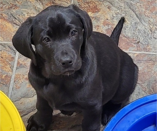 Medium Photo #6 Labrador Retriever Puppy For Sale in LIMA, OH, USA