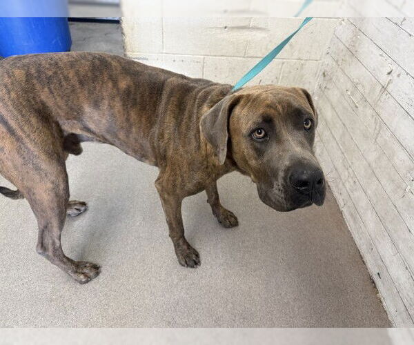 Medium Photo #1 Great Dane-Unknown Mix Puppy For Sale in San Bernardino, CA, USA