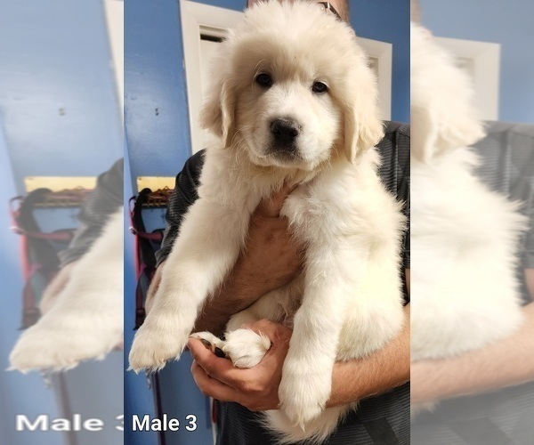 Medium Photo #1 Great Pyrenees Puppy For Sale in AKRON, OH, USA