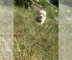 Small Photo #6 Poodle (Toy) Puppy For Sale in FORESTVILLE, MD, USA