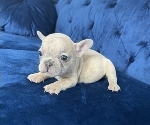 Medium Photo #52 French Bulldog Puppy For Sale in PARADISE VALLEY, AZ, USA