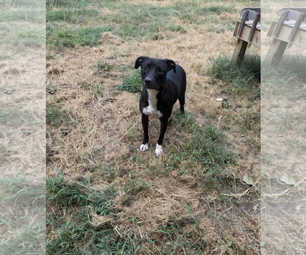 Medium Photo #2 Staffordshire Bull Terrier-Unknown Mix Puppy For Sale in Jackson, MS, USA