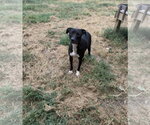 Small #1 Staffordshire Bull Terrier Mix