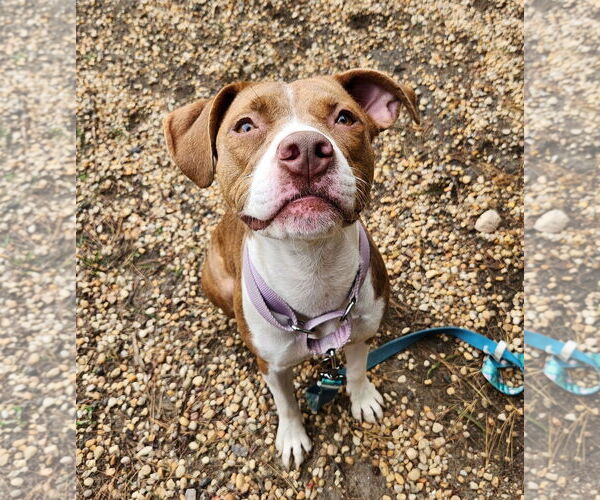 Medium Photo #9 Mutt Puppy For Sale in Philadelphia, PA, USA