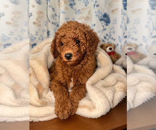 Medium Photo #2 Poodle (Miniature) Puppy For Sale in DURHAM, CT, USA